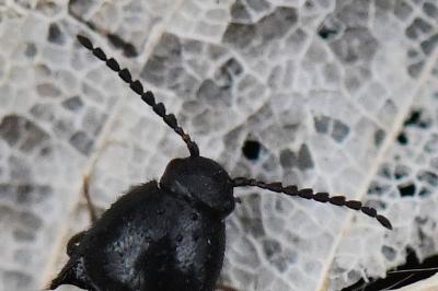 <i>Ampedus elongatulus</i>