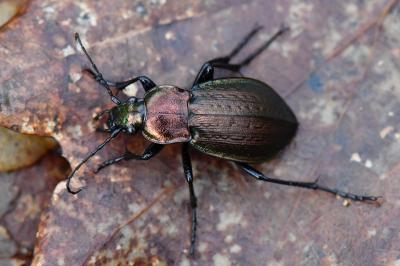 <i>Carabus arvensis</i>