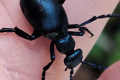 <i>Meloe violaceus</i>