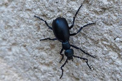 <i>Meloe violaceus</i>