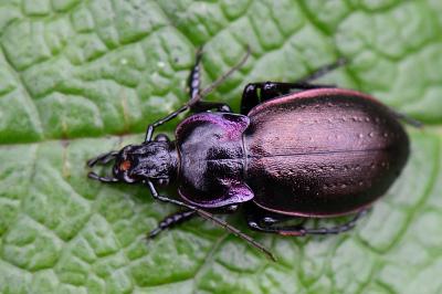 <i>Carabus nemoralis</i>
