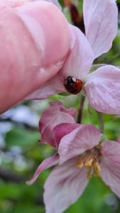 <i>Harmonia axyridis</i>