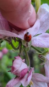<i>Harmonia axyridis</i>