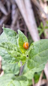 <i>Harmonia axyridis</i>