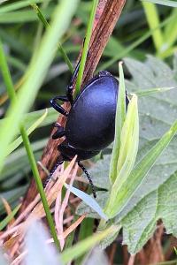<i>Timarcha tenebricosa</i>