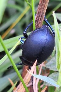 <i>Timarcha tenebricosa</i>