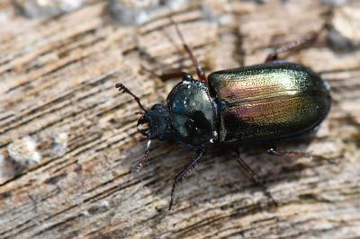 <i>Platycerus caraboides</i>