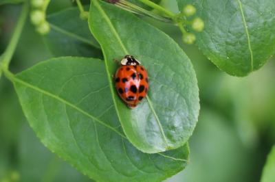 <i>Harmonia axyridis</i>