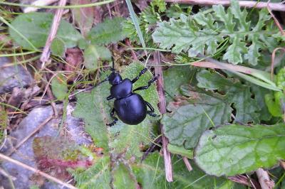 <i>Timarcha tenebricosa</i>