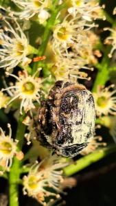 <i>Cetonia aurata</i>