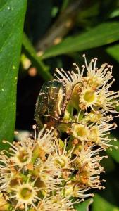 <i>Cetonia aurata</i>
