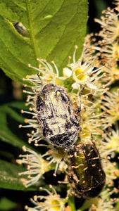 <i>Cetonia aurata</i>