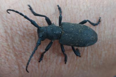 <i>Lamia textor</i>