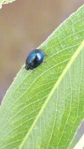 <i>Plagiodera versicolora</i>