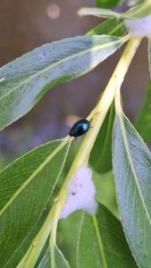 <i>Plagiodera versicolora</i>