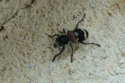 Clairon mutile