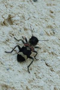 Clairon mutile