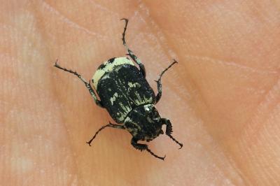 <i>Valgus hemipterus</i>