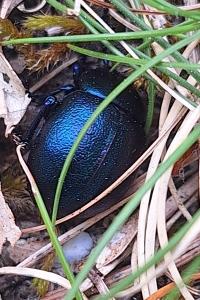 <i>Timarcha goettingensis</i>