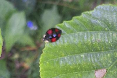 <i>Harmonia axyridis</i>