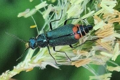 <i>Malachius bipustulatus</i>