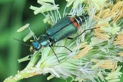 <i>Malachius bipustulatus</i>