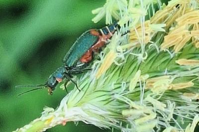 <i>Malachius bipustulatus</i>