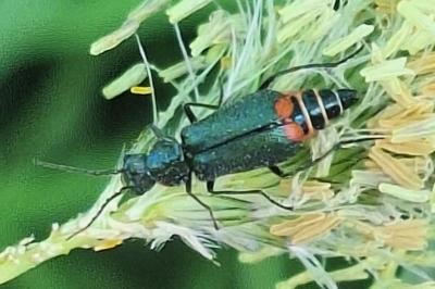 <i>Malachius bipustulatus</i>