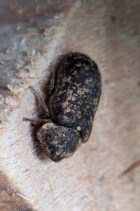 <i>Xestobium rufovillosum</i>