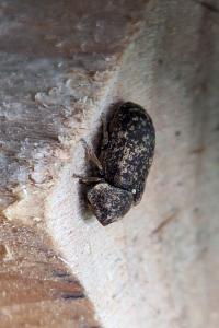 <i>Xestobium rufovillosum</i>