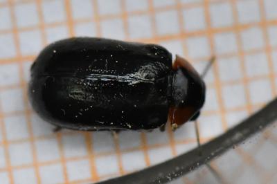<i>Smaragdina aurita</i>
