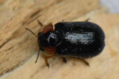<i>Smaragdina aurita</i>