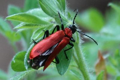 <i>Pyrochroa coccinea</i>