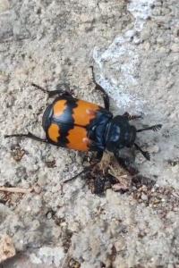 Nécrophore imitateur