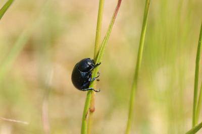 <i>Timarcha goettingensis</i>