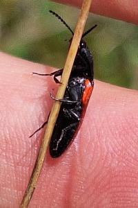 <i>Ampedus</i>