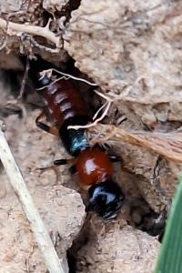 <i>Paederus littoralis</i>