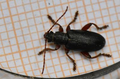 <i>Plateumaris consimilis</i>