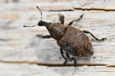 <i>Lepyrus capucinus</i>