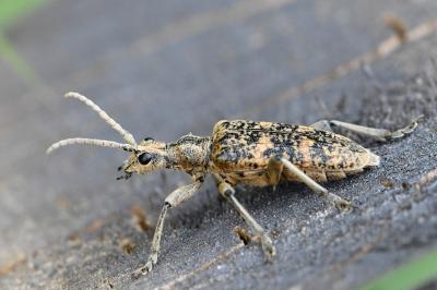 <i>Rhagium sycophanta</i>