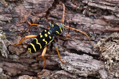 <i>Plagionotus arcuatus</i>