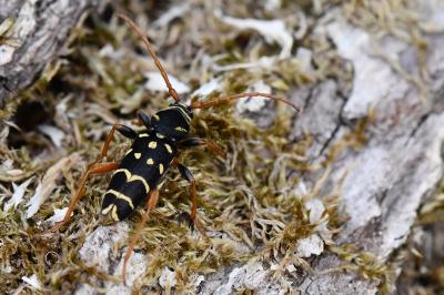 <i>Plagionotus arcuatus</i>