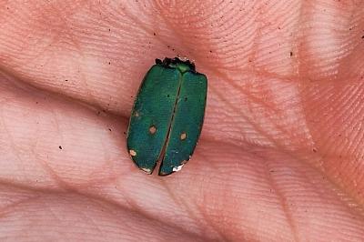 <i>Cicindela campestris</i>