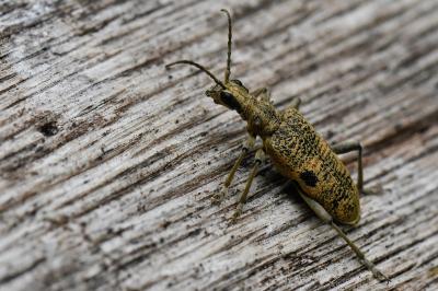 <i>Rhagium mordax</i>