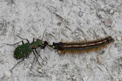 <i>Cicindela campestris</i>