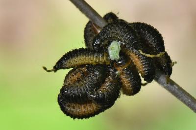 Gonioctena decemnotata