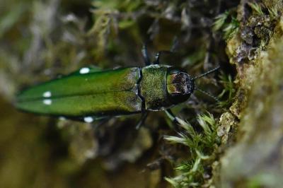 <i>Agrilus biguttatus</i>
