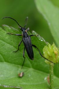 <i>Leptura aethiops</i>