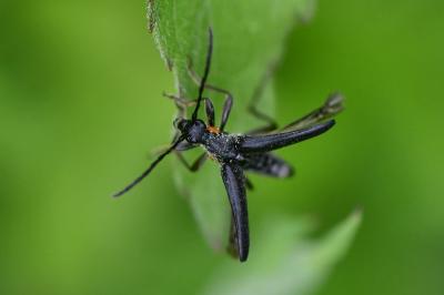 <i>Leptura aethiops</i>