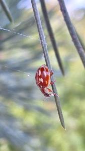 <i>Myzia oblongoguttata</i>